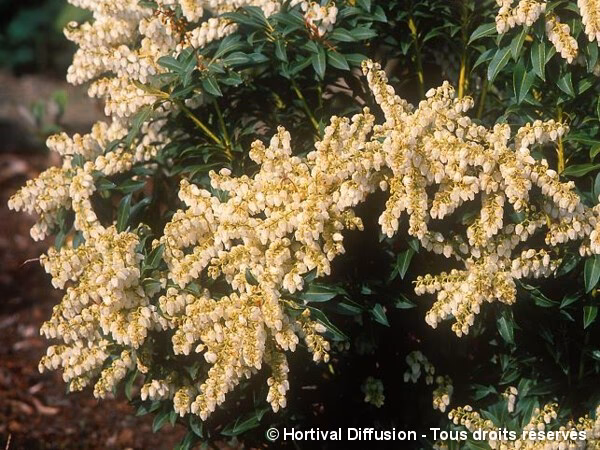 Quels sont les avantages de l’Andromède du Japon ?