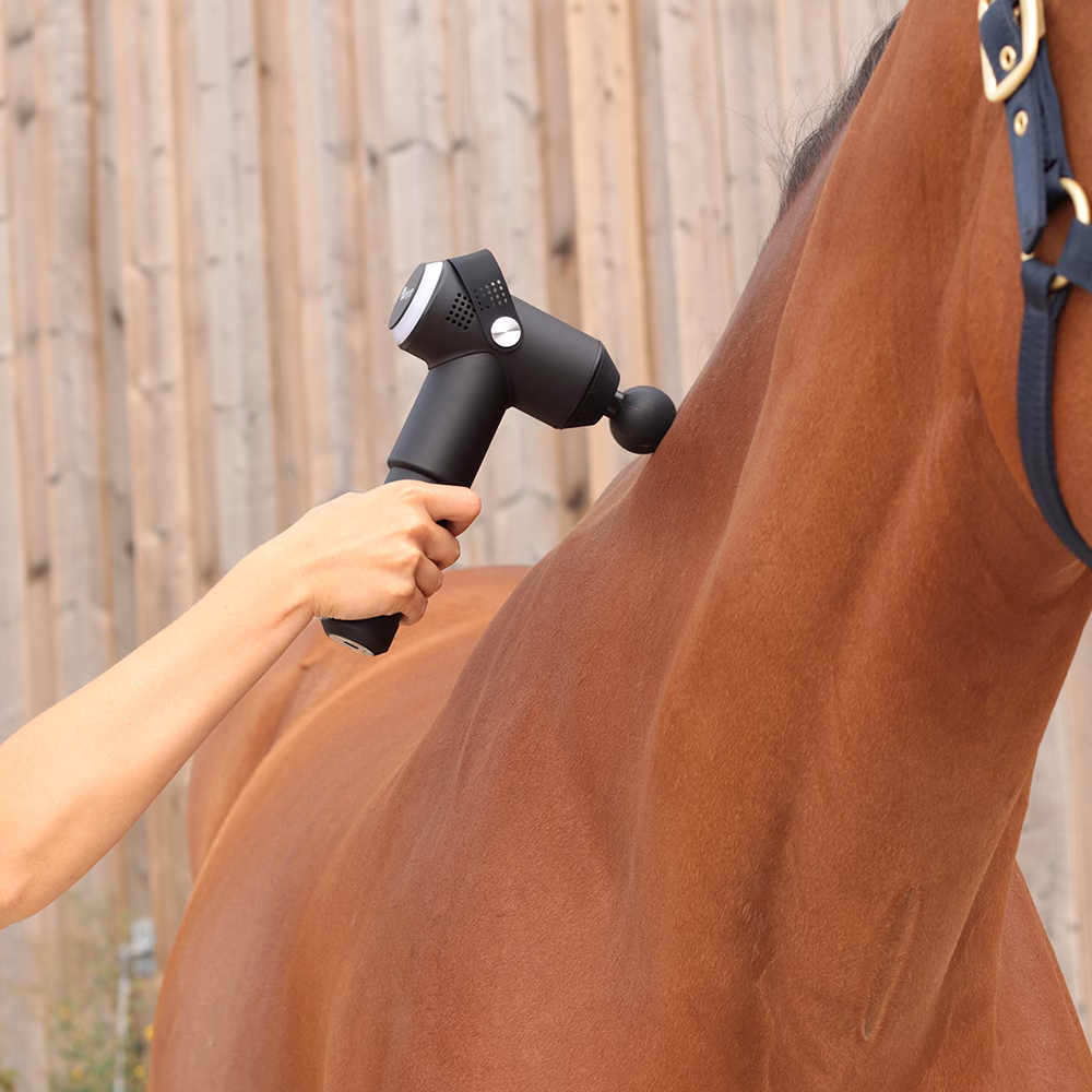 Comment développer la masse musculaire d'un cheval ?