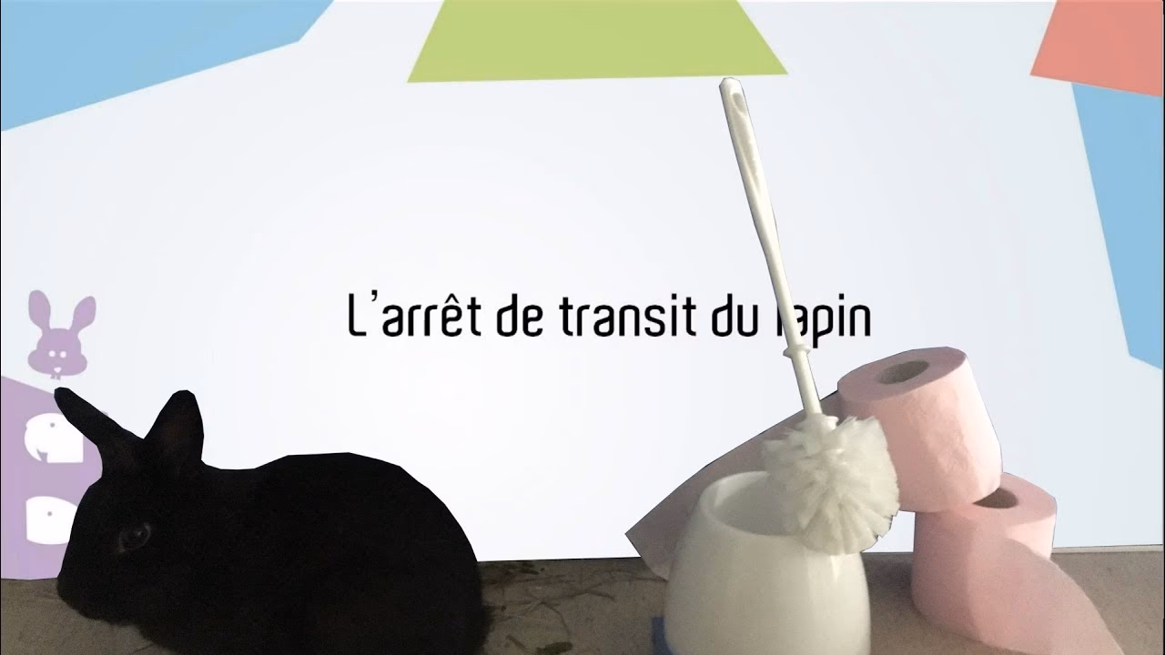 Quels sont les symptômes de l’arrêt de transit chez le lapin ?