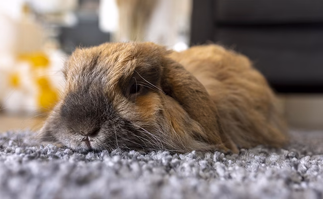 Qu'est-ce que l'arrêt de transit d'un lapin ?
