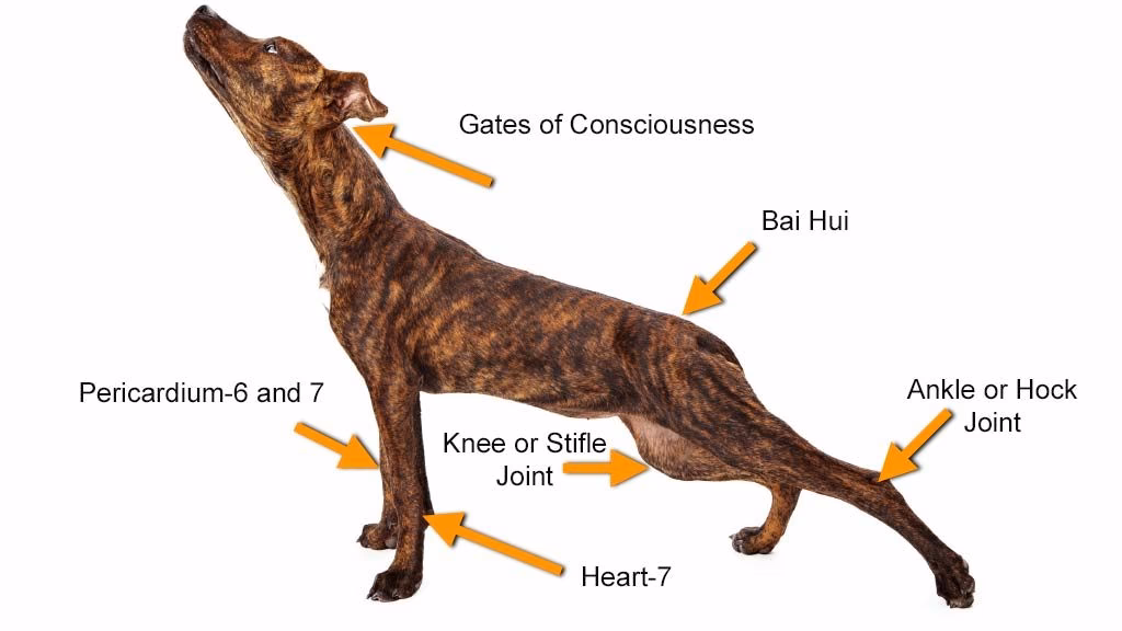 Quels sont les bienfaits de Bai hui ?