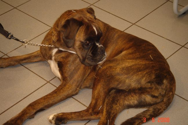 Comment soigner une calcification du Bec de perroquet ?