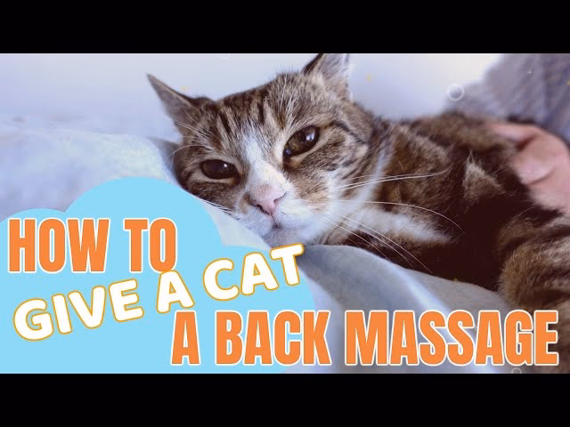 Comment faire un massage pour mon chat ?