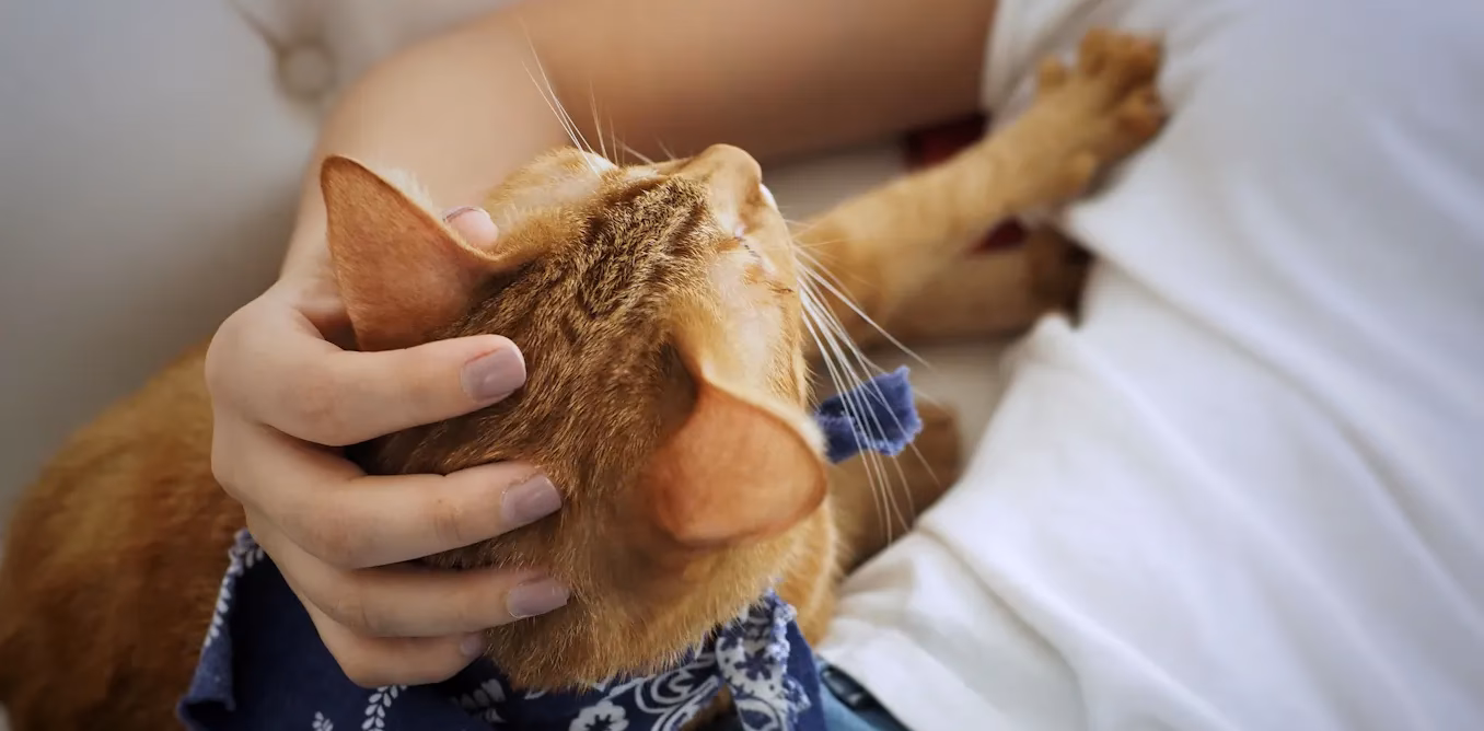 What is Cat massage?