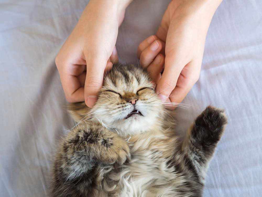 Comment faire un massage pour mon chat ?