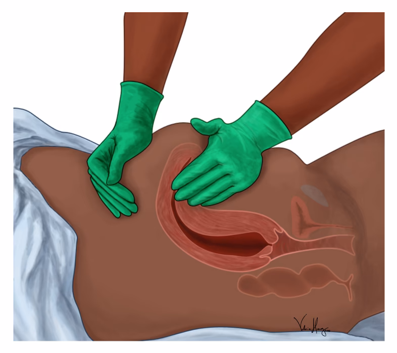 Where is the cervix located?