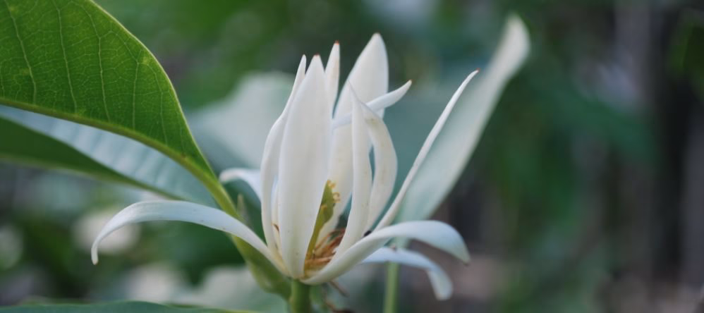 Quels sont les avantages de champaca ?