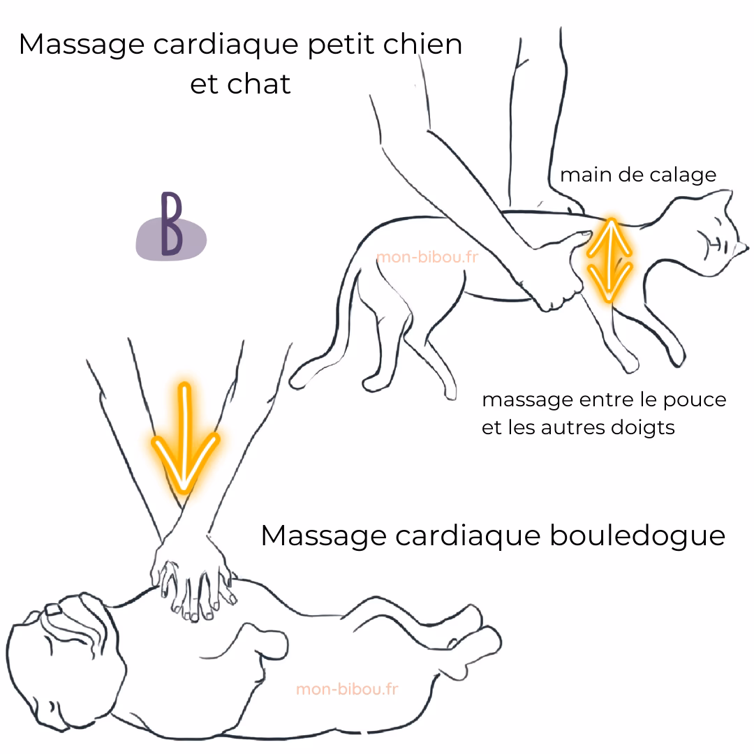 Quand faire un massage cardiaque à un chat ?