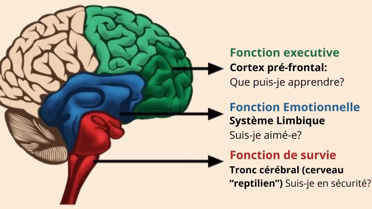 Quels sont les effets physiques d’un traumatisme sur le corps ?