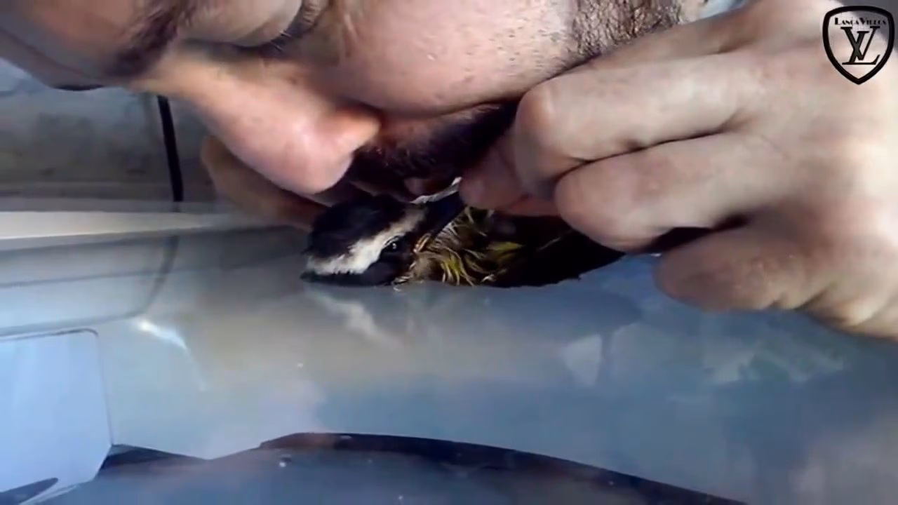 Comment prévenir les maladies cardiaques chez les perroquets ?