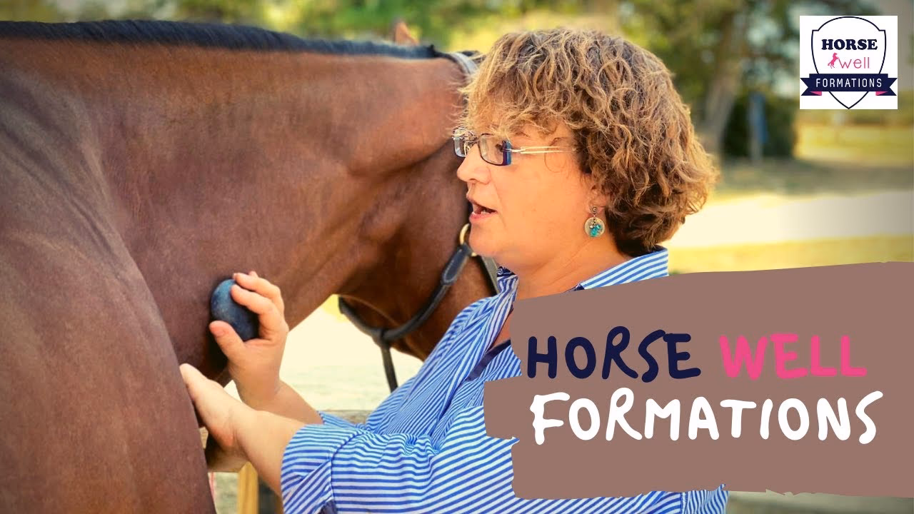 Comment devenir masseur équin ?