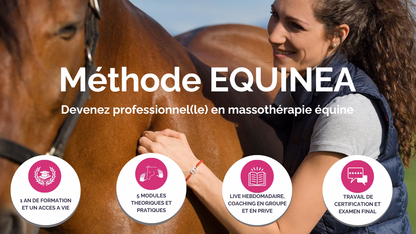 Comment devenir masseur équin professionnel ?