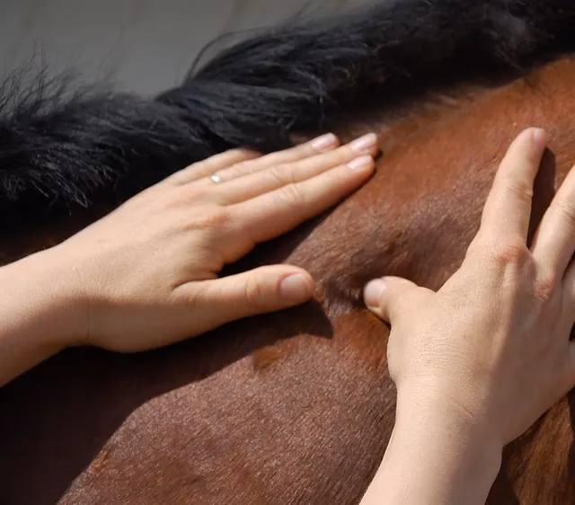 Comment devenir masseur équin professionnel ?