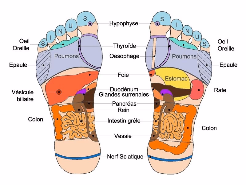Comment les glandes surrénales s'adaptent-elles au stress ?