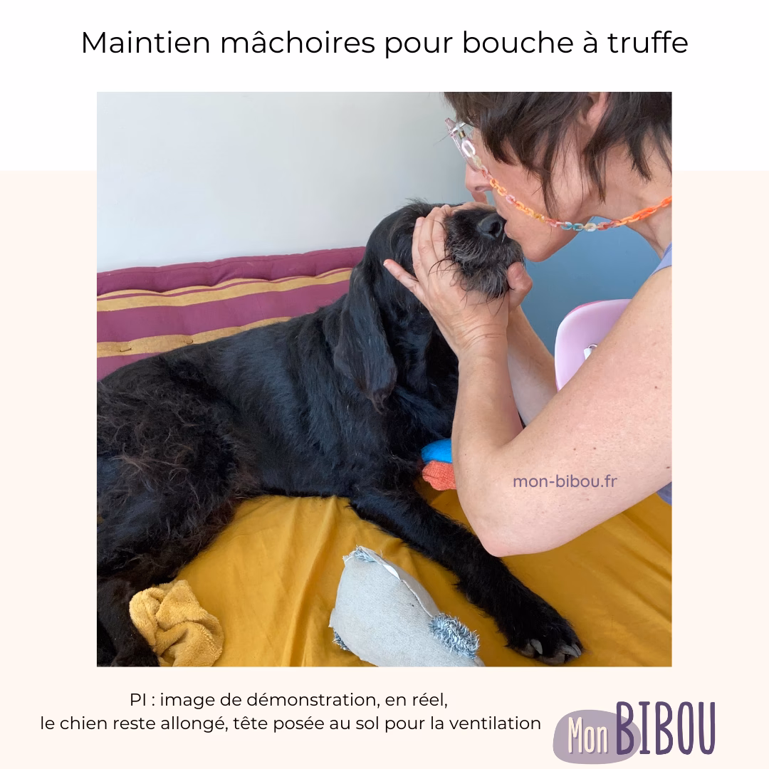Comment prendre des médicaments pour un lapin ?