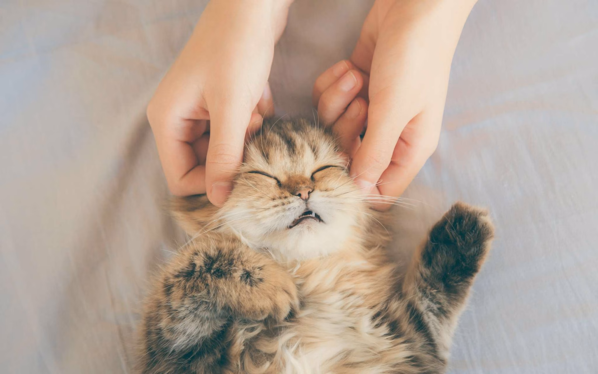 Comment savoir si mon chat aime le massage ?