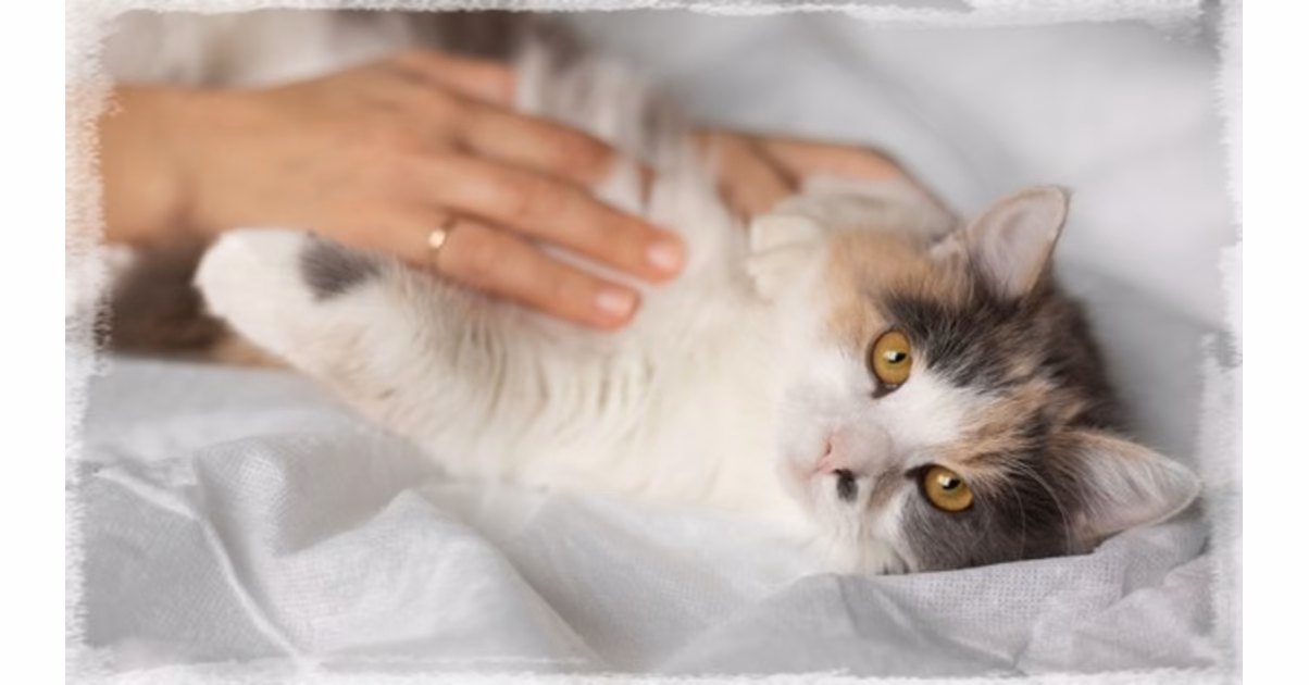 Comment savoir si mon chat est constipé?