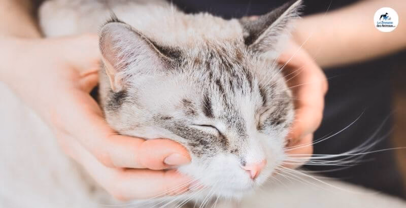 Comment faire un massage pour un chaton ?