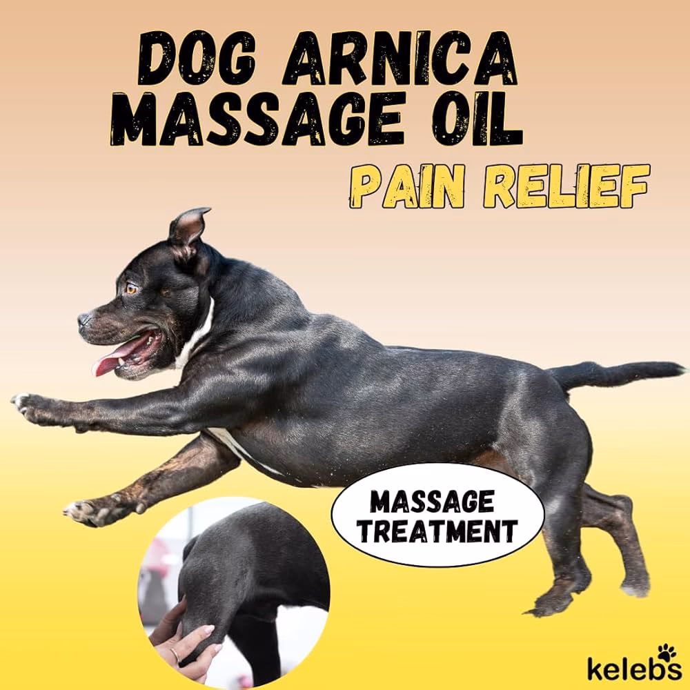 Quels sont les symptômes d’une crise d’arthrose chez le chien ?