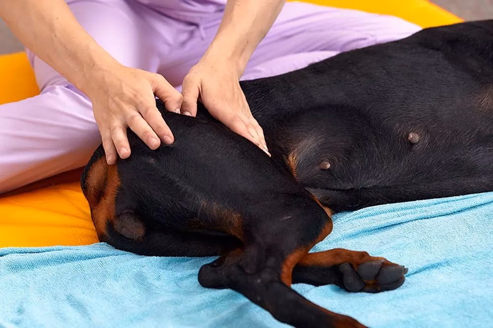 Comment soigner une hernie cervicale chez un chien ?