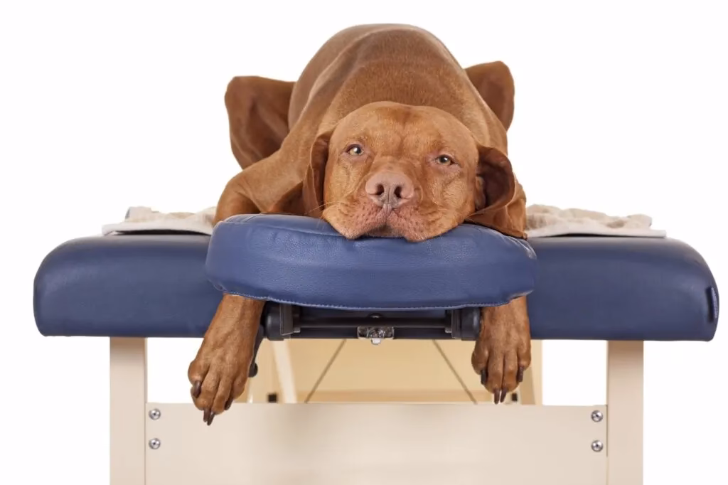 Comment soulager les pattes d'un chien par massage?
