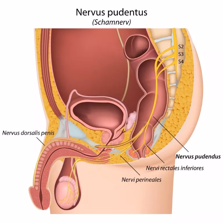Quels sont les symptômes d’une atteinte de l’un nerf ?