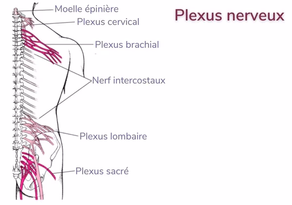 Quel est le chakra du plexus solaire ?