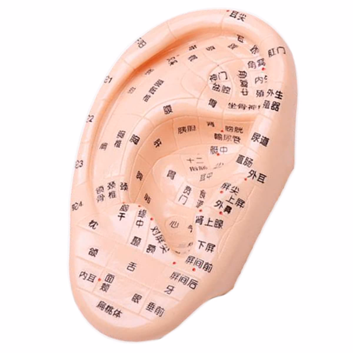 Quels sont les points d’acupuncture de l’oreille ?