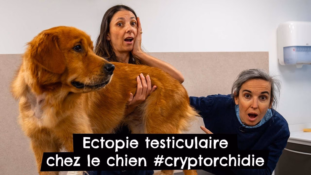Combien de temps faut-il pour descendre les testicules d’un chiot ?
