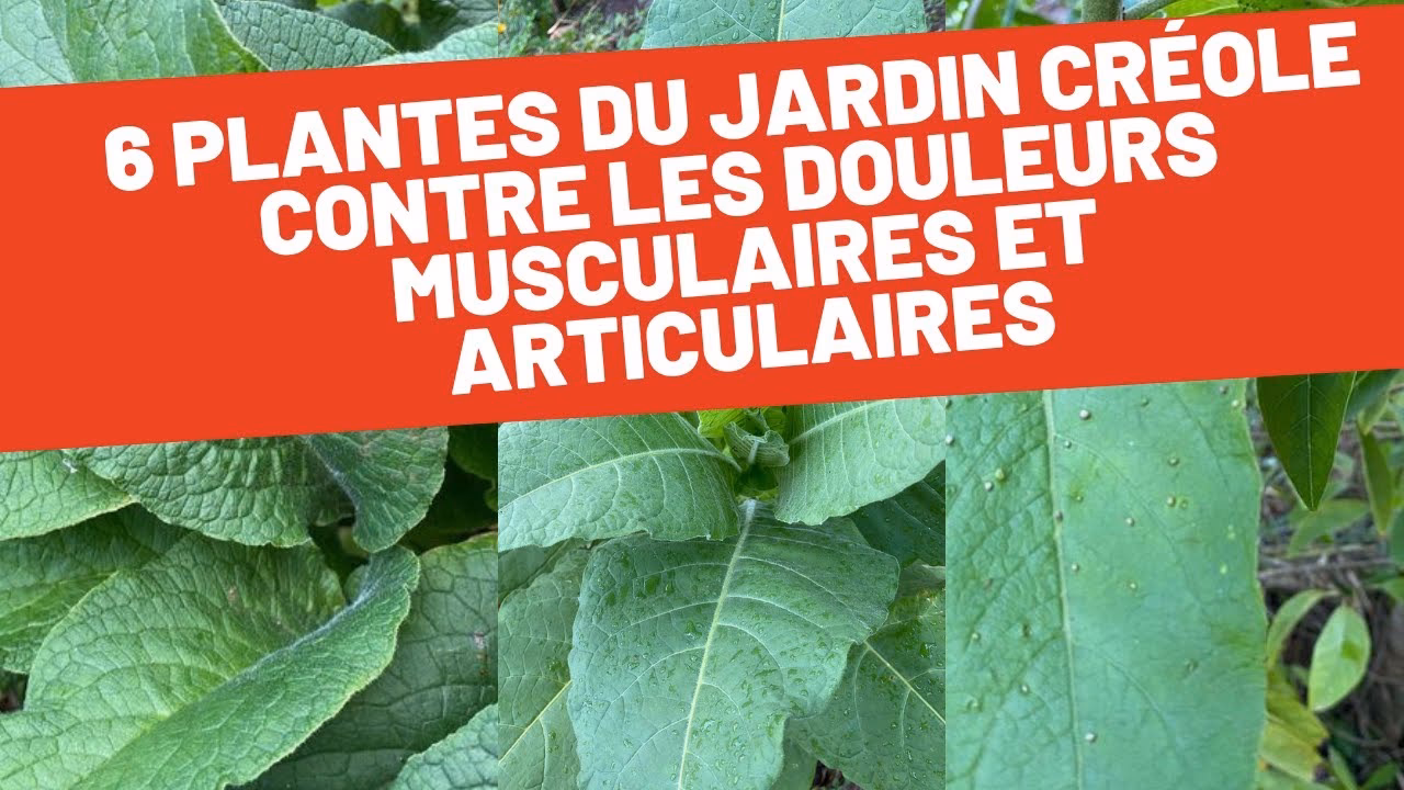 Quelle est la meilleure huile essentielle pour détendre les muscles ?