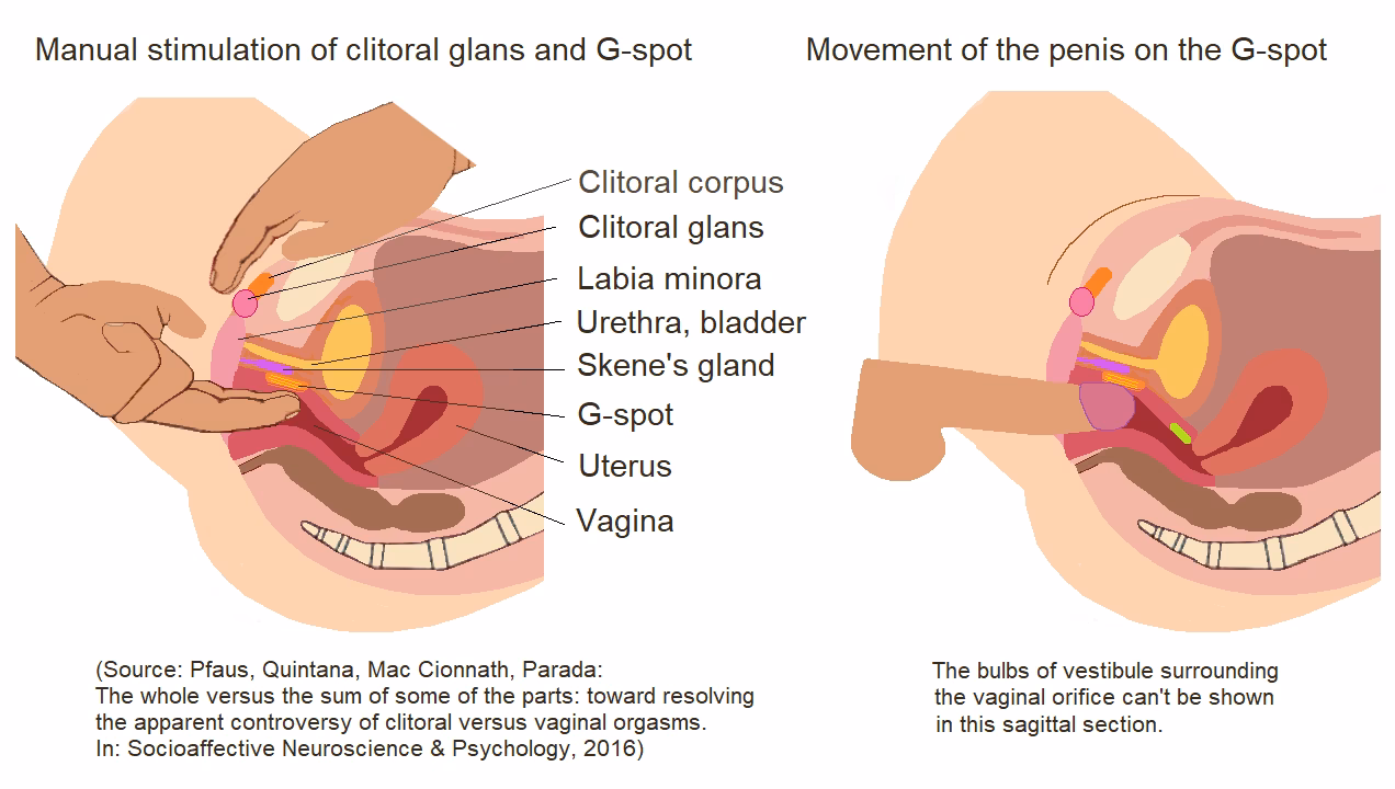 Comment renforcer la sensibilité du point G chez toutes les femmes ?