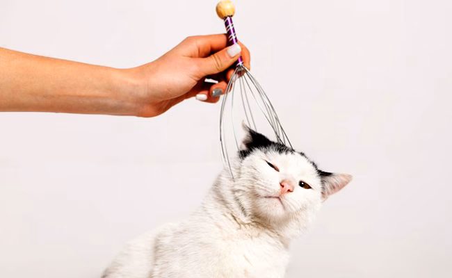 Pourquoi mon chat fait du malaxage ?