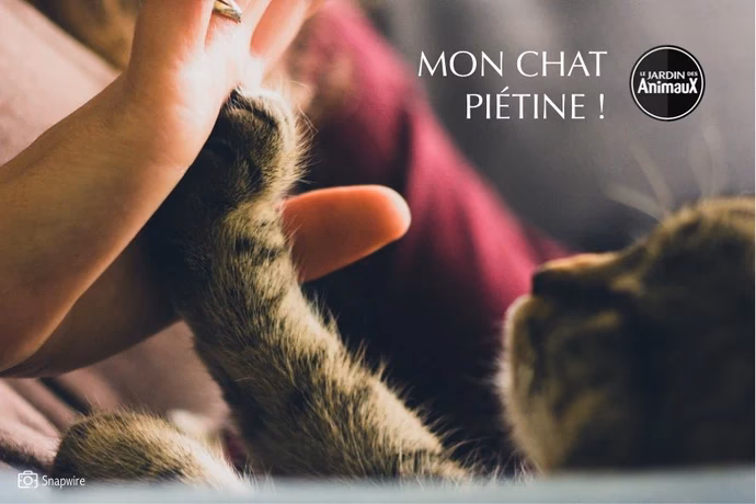 Pourquoi mon chat pressent les pattes de ma mère ?