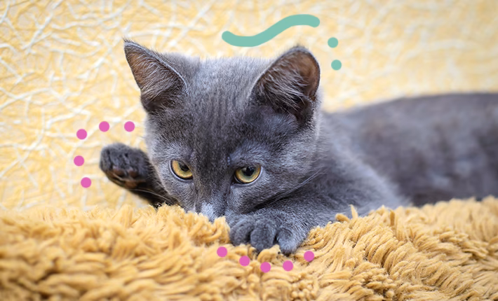 Pourquoi les chats massent-ils la tétine de leur mère ?