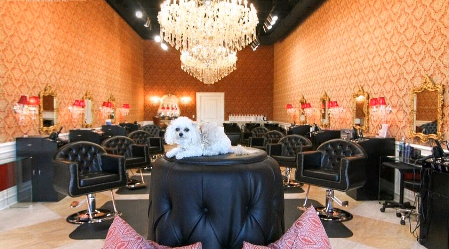 Quel est le rôle d'un serveur de salon de thé ?