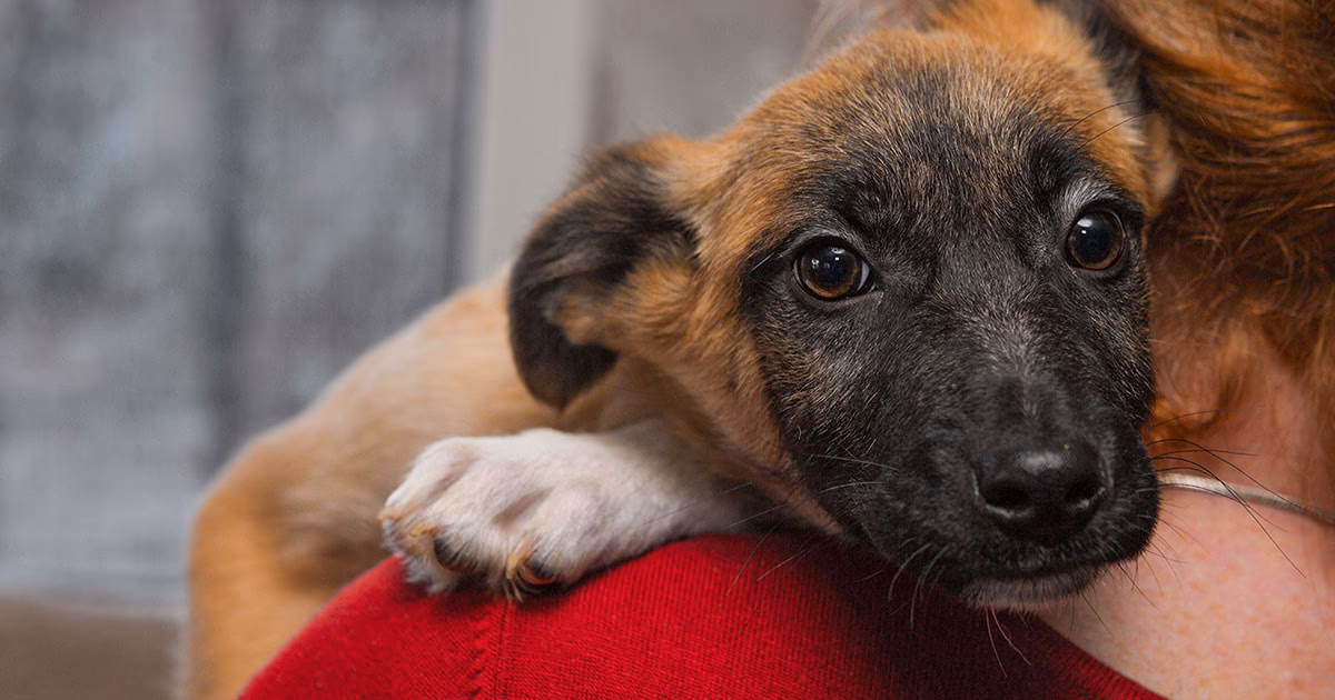 Qu'est-ce que la SRPA de Charleroi ?