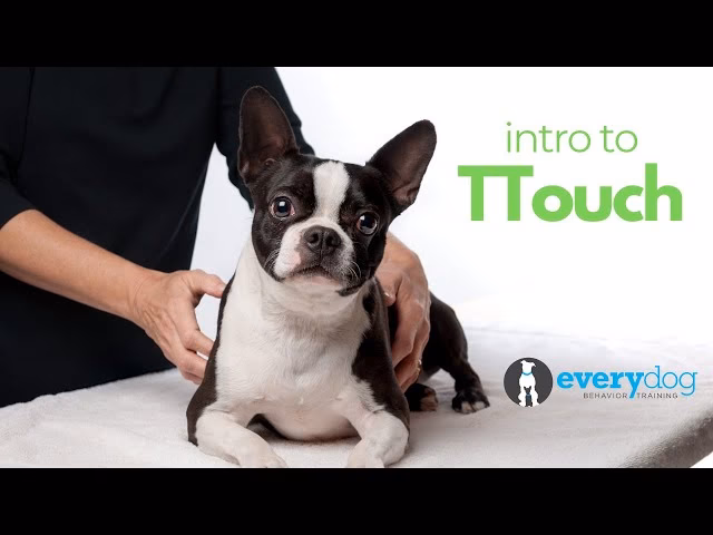 Qu'est-ce que le TTouch ?