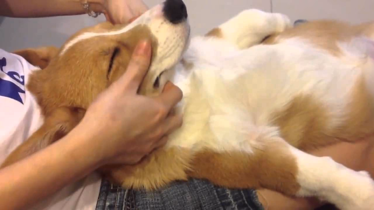 Qu'est-ce que le TTouch ?