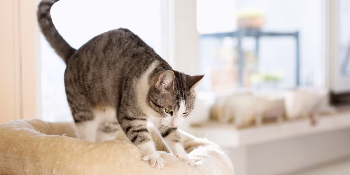 What are the benefits of massaging a cat?