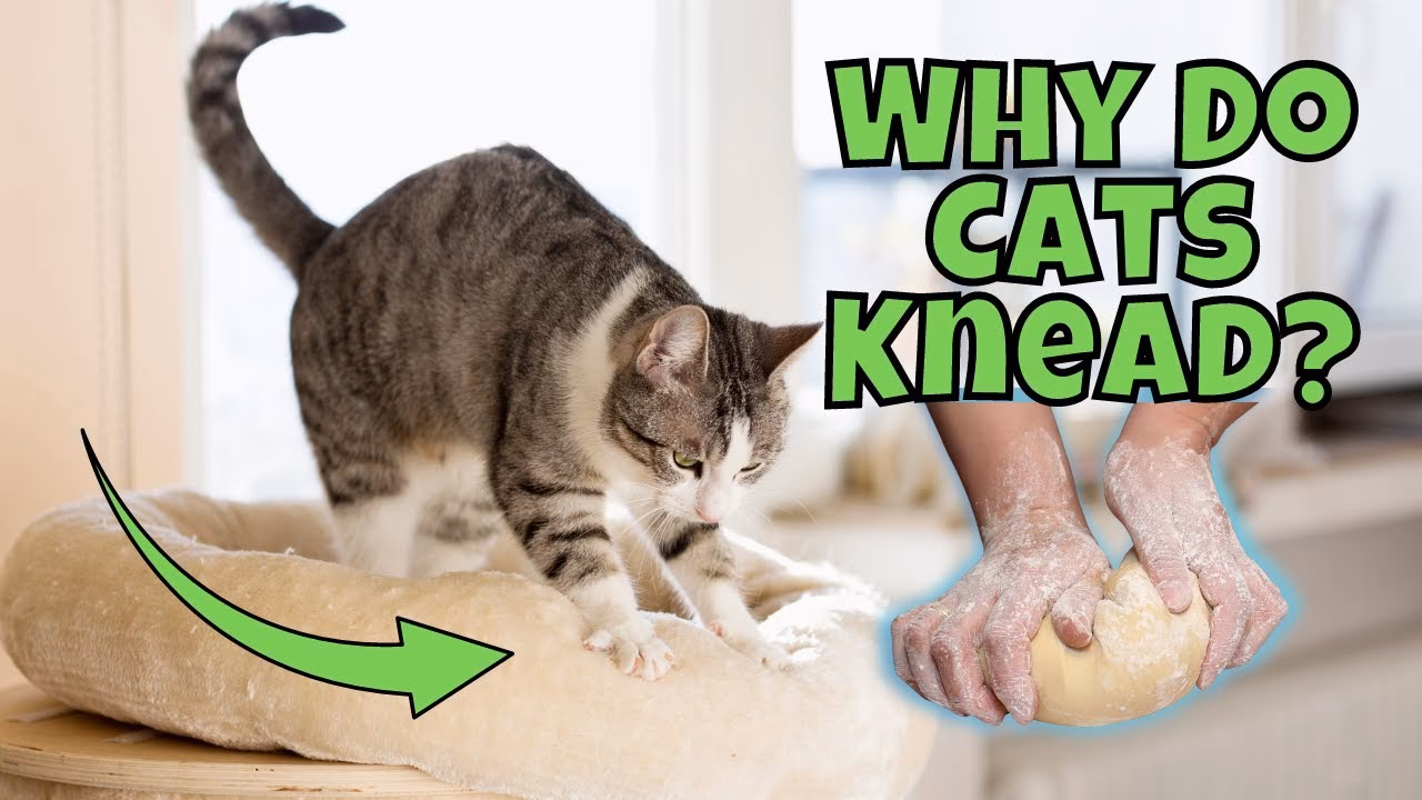 Why do cats massage humans?
